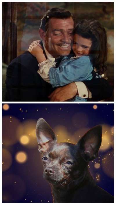 Wie heißt dein Hund?-Beitrag-Bild