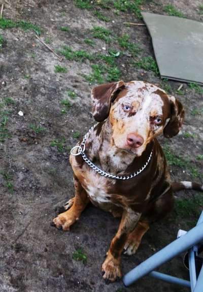 Seltene Rassen!-Beitrag-Bild