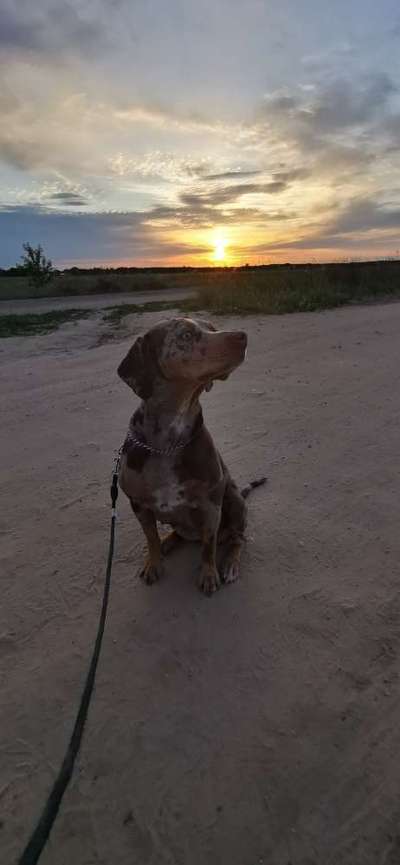 Die Dogorama Kalender Challenge Titelbild-Beitrag-Bild