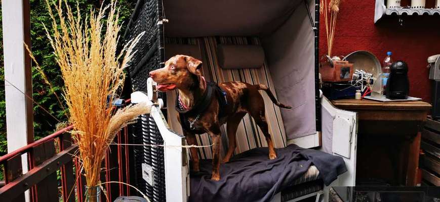 Louisiana Catahoula Leopard Dog-Beitrag-Bild