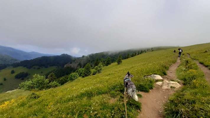 Die Dogorama Wochen Challenge: “Dein Hund im Urlaub”-Beitrag-Bild