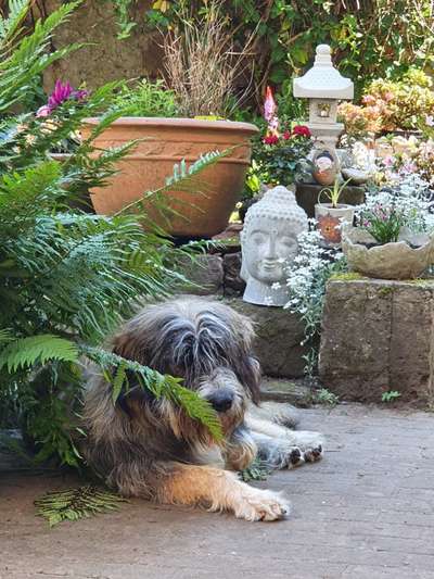 Die Dogorama Monats Challenge "Es grünt und blüht"-Beitrag-Bild