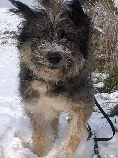 Die Dogorama Kalender Challenge Teil 2/4-Beitrag-Bild