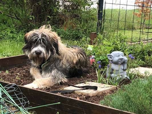 Die Dogorama Kalender Challenge Teil 3/4-Beitrag-Bild