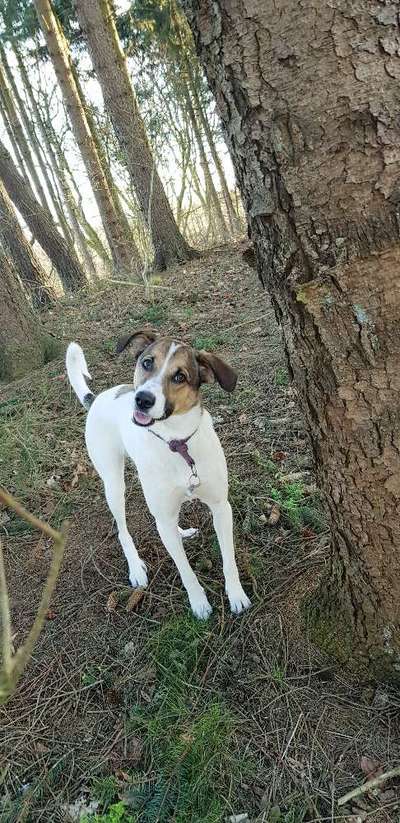 Auslandstierschutz-Beitrag-Bild