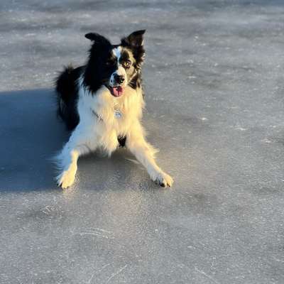Hundetreffen-Spiel & Gassi-Bild