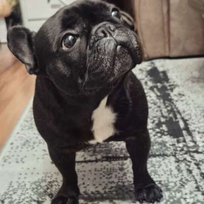 Hundetreffen-playdate/social walks-Bild