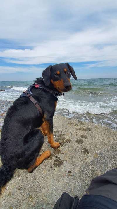 Challenge 41 - Mein Hund im Urlaub-Beitrag-Bild