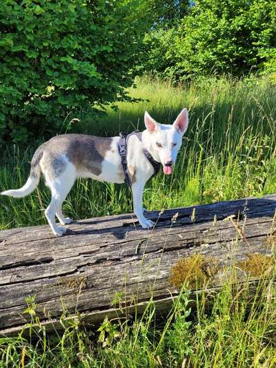 Mischlinge raten - Rätselspaß-Beitrag-Bild