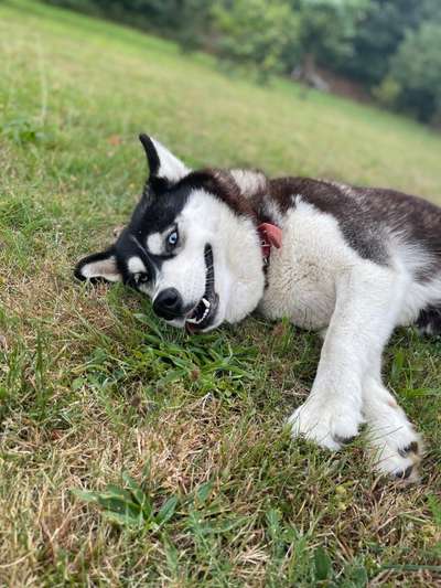 Husky-Beitrag-Bild