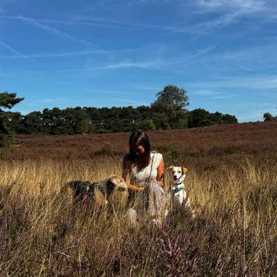 Hundetreffen-Gemeinsame Spaziergänge/ Social Walk/ geführt an der Leine und nicht im Freilauf-Bild