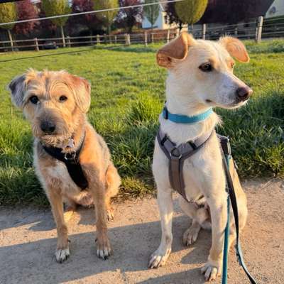 Hundetreffen-Gemeinsame Spaziergänge/ Social Walk/ geführt an der Leine und nicht im Freilauf-Bild