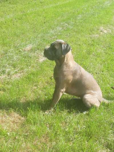 Welpenfotos-Beitrag-Bild