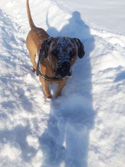 Dackelblick-Beitrag-Bild