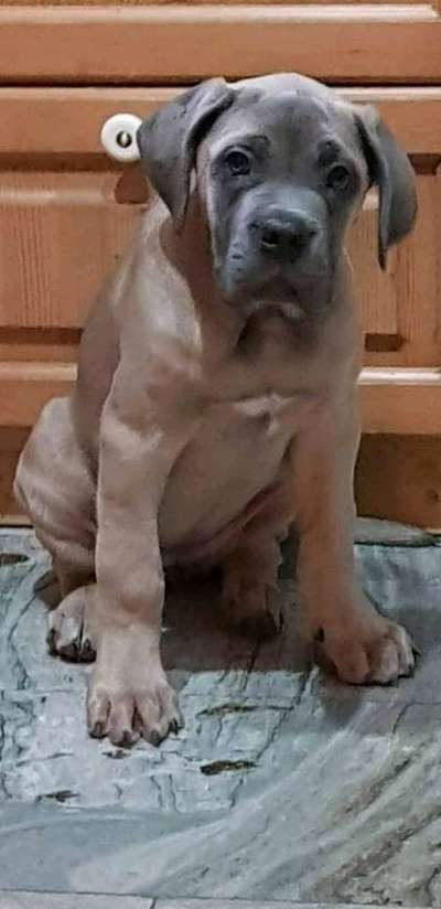 Dackelblick-Beitrag-Bild