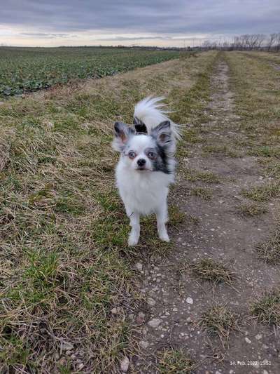 Hundetreffen-Gemütliches Gassi gehen 🤗-Bild