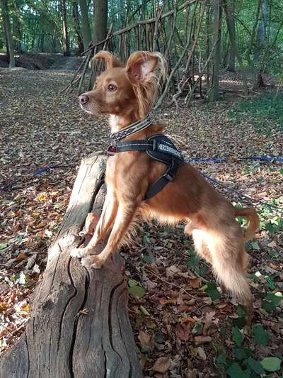 Die Dogorama Kalender Challenge Teil 1/4-Beitrag-Bild