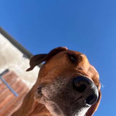 Hundetreffen-Senioren Gassi-Bild