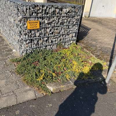 Giftköder-Rattengift-Bild