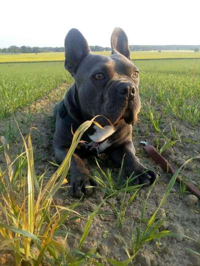 Die Dogorama Kalender Challenge 4/4-Beitrag-Bild