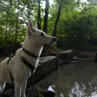 Hundetreffen-Spazieren und Trainieren-Bild