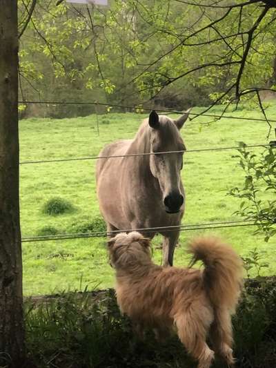 Die Dogorama Monats Challenge "Es grünt und blüht"-Beitrag-Bild