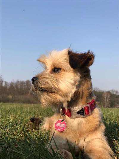 Dein Hund im Dogorama-Kalender 2021-Beitrag-Bild