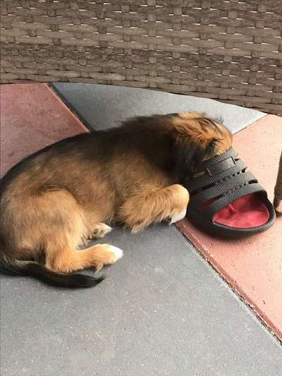 Dein Hund im Dogorama-Kalender 2021-Beitrag-Bild