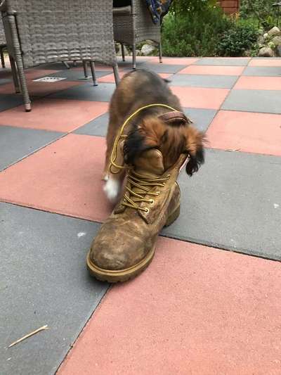 Welpen Bilder !-Beitrag-Bild