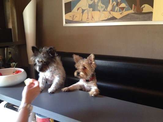 Fotochallenge Nr. 51 "Euer Hund mit anderen Tieren"-Beitrag-Bild