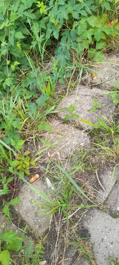 Giftköder-Wurststücke-Bild