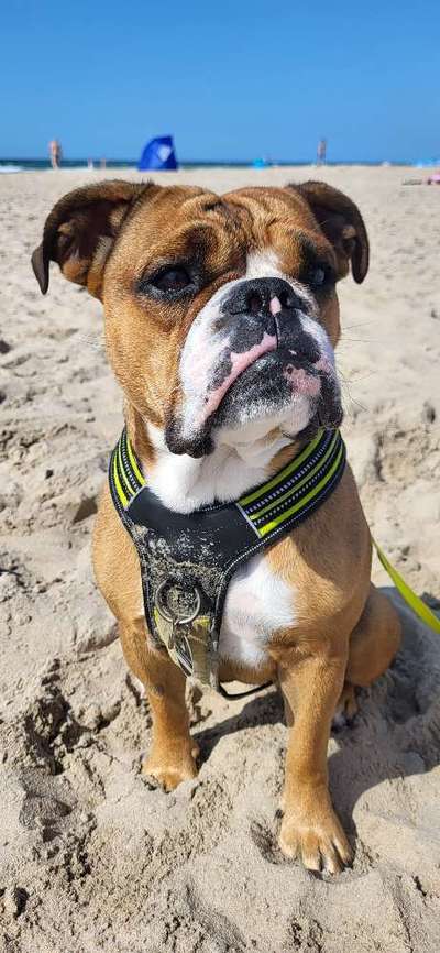 Hundetreffen-Inge sucht Freund/Freundin-Bild