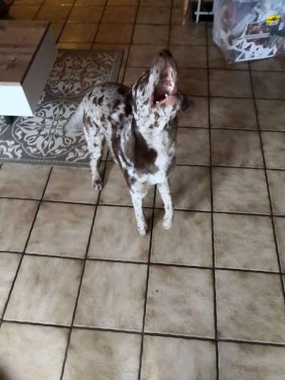 Challenge Nummer 7                          Schnapp das Leckerlie-Beitrag-Bild