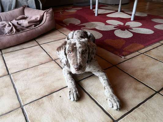 Welpen Bilder !-Beitrag-Bild