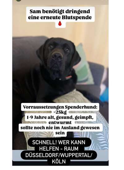Blutspender dringend gesucht- Tierklinik Haan.
Könnt ihr Helfen?-Beitrag-Bild