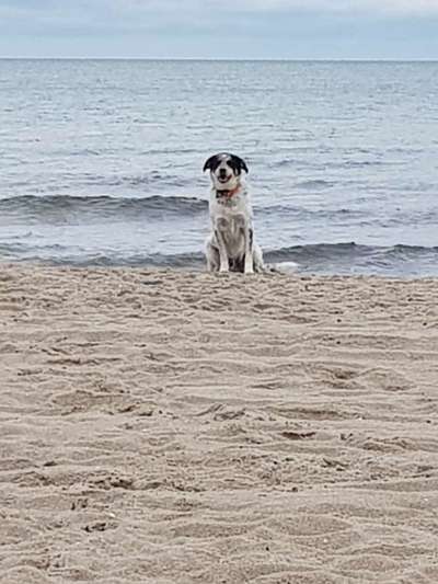 Dogorama-Monats-Challenge-Mai "Wasser"-Beitrag-Bild