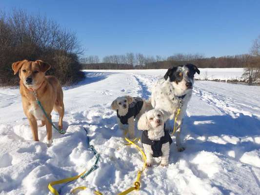 Die Dogorama Kalender Challenge Teil 2/4-Beitrag-Bild