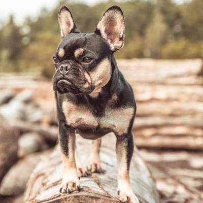 Giftköder-Hunde Fotografie-Bild