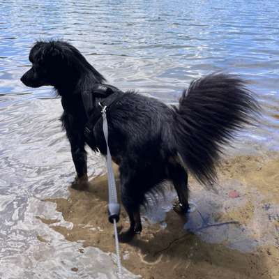 Hundetreffen-Spaziergänge und gemeinsam toben-Bild