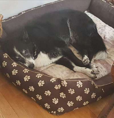 euer ältester Hund ?-Beitrag-Bild