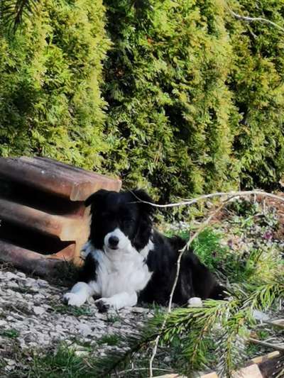 euer ältester Hund ?-Beitrag-Bild