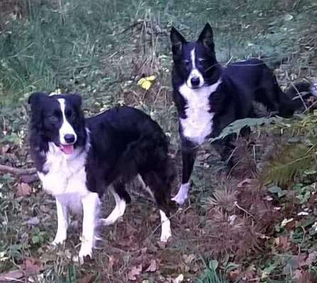 Hundekumpel verstorben-Beitrag-Bild