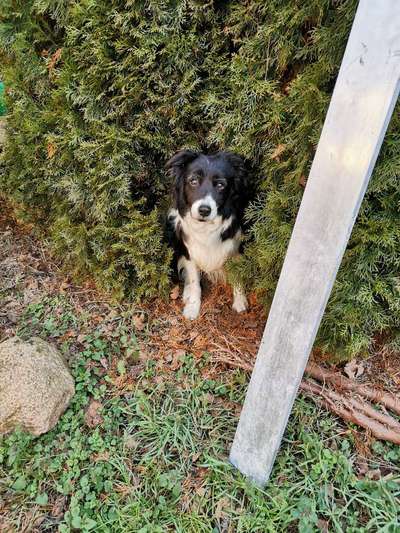 Wie "jung" haben sich eure Hunde gehalten ?-Beitrag-Bild