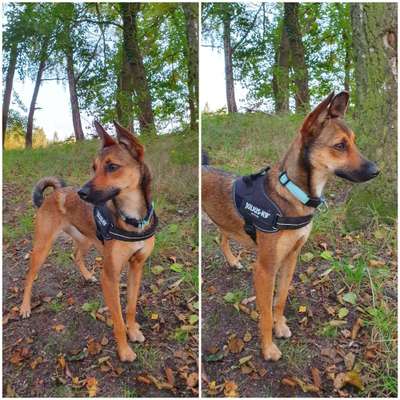 Mischlingshunde Foto Aufruf-Beitrag-Bild