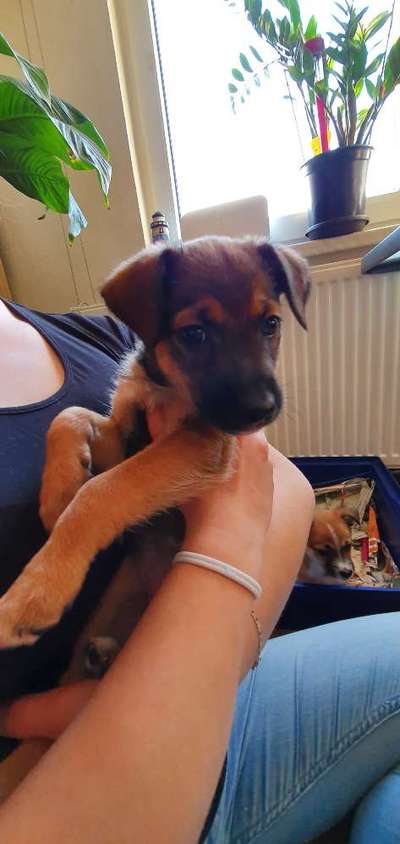 Welpen Bilder !-Beitrag-Bild