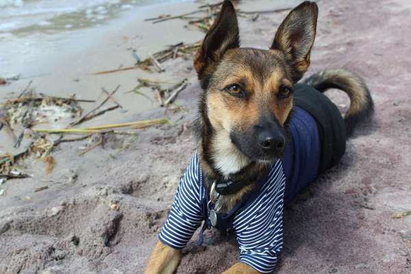 Die Dogorama Wochen Challenge-Beitrag-Bild