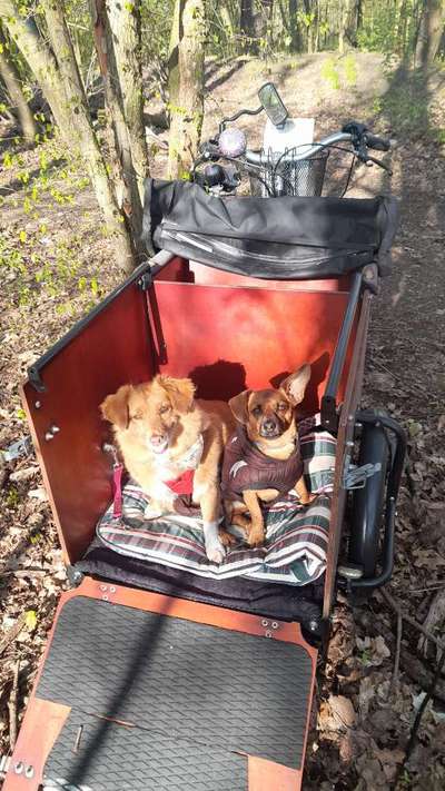 Auslandstierschutz-Beitrag-Bild