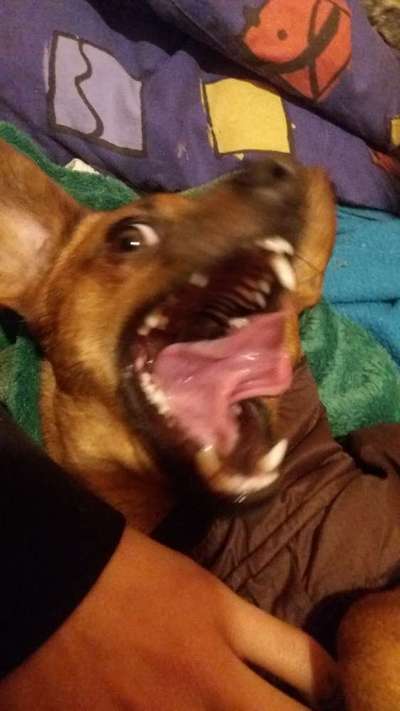 Zeige das lustigste Bild eures Hundis-Beitrag-Bild