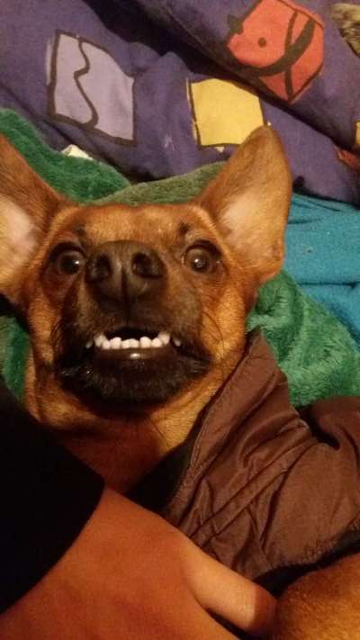 Zeige das lustigste Bild eures Hundis-Beitrag-Bild