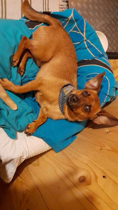 wo sind die Dackelfreunde-Beitrag-Bild